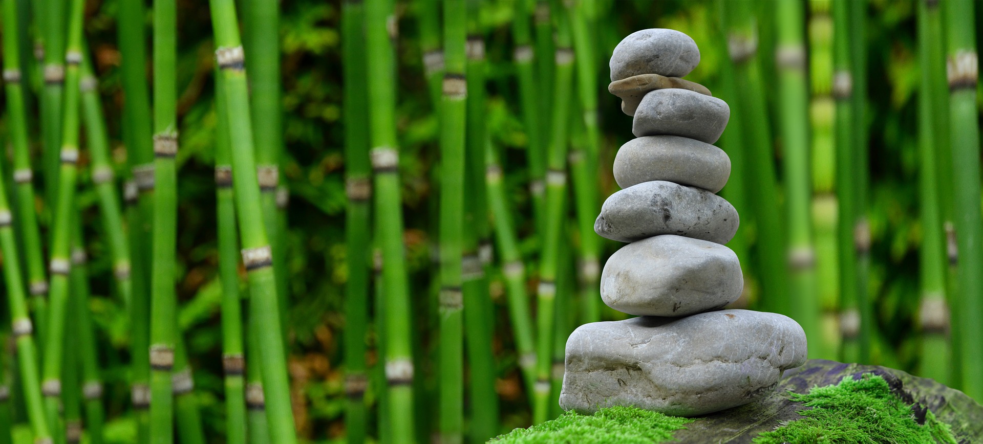 zen stone meditation bamboo forest wellness being well thrive personally